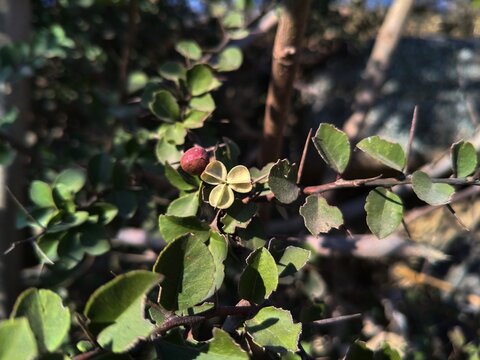 Maytenus Senegalensis or arto negro wild plant
