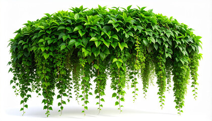 Green ivy leaves on a transparent background
11