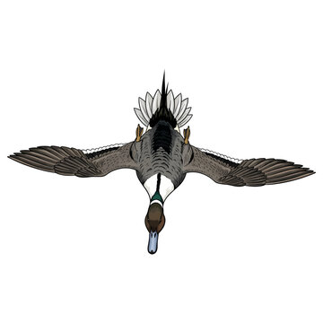 pintail duck hunting illustration logo vector image t shirt