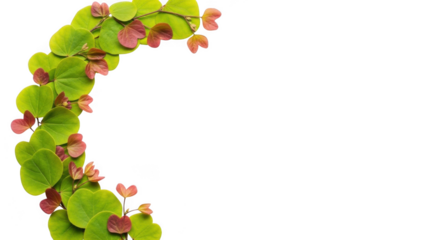 Curved branch with green leaves and pink buds isolated on transparent background