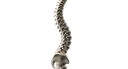 Human spine anatomy model showing scoliosis curve isolated on transparent background