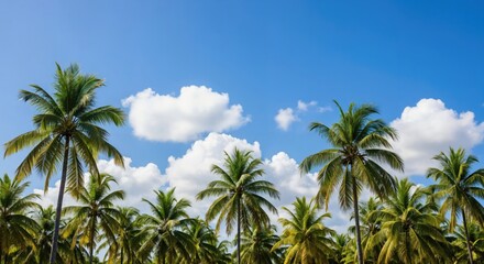 Obraz premium Beautiful tropical landscape featuring a dense canopy of green palm trees against a clear blue sky dotted with soft white clouds.