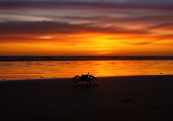 Obraz premium Dark outline of a small crustacean standing alone on the wet sandy shore at twilight, captured against the fiery colors of the setting sun ,vacation ,peaceful ,animal