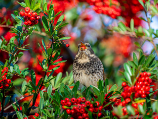 ピラカンサとツグミ