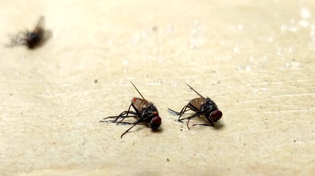 flies stuck in a special fly glue trap. pest control concept