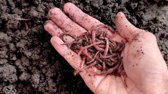 Red earthworms (Eisenia fetida or Red Worms) on a hand against a background of moist soil. Red earthworms are the most effective at processing organic waste into compost.