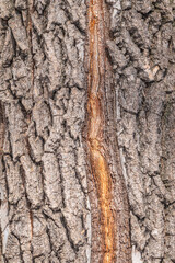 Texture of the bark of old maple tree