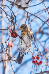 Fieldfare sitting on the bush and feeding on wild red apples in winter or early spring time.