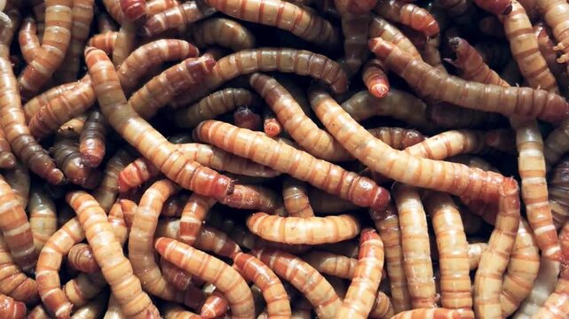 mealworms wriggling and crawling in a close-up view