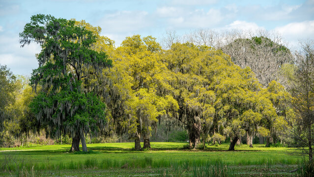 Brazos Bend State Park in Texas