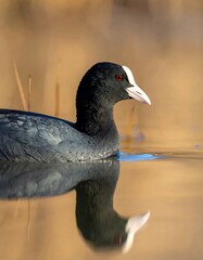 A close-up view of a Eurasian Coot floating on calm water, reflected. Sunny day