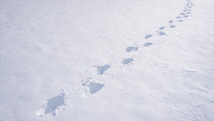 Footprints on snowy trail. Walking forward in snow. Snowy footpath in winter. Footsteps on frozen surface. Winter walk in snowy field. Trail of footprints in snow.