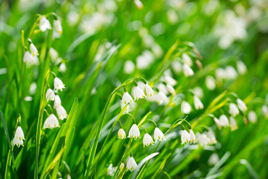 White leucojum bells in meadow. Green spring nature background. Spring blossom flowers texture. White bell flowers wallpaper. Spring garden wildflowers. Fresh spring floral background. - Powered by Adobe