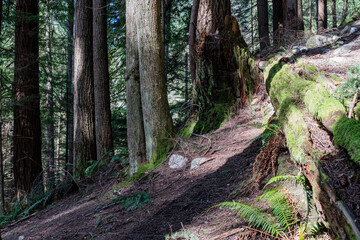 green forest of coniferous trees on a warm sunny spring day