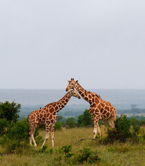 giraffe in the savannah