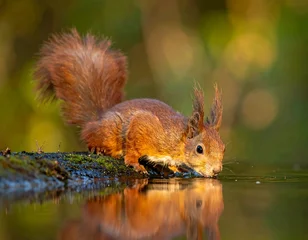 Tableau sur aluminium  A fluffy squirrel drinks from a calm body of water, bathed in soft sunlight  © Isolde mercer