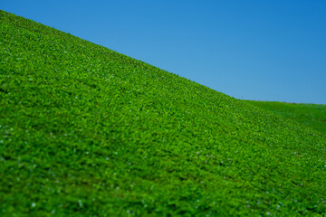 Grass background. Grass field. Summer meadow. Spring hill. Grassy lawn. Grass texture. Natural green texture. Sunny grass. Greenery landscape. Pasture pattern. Grassland view.