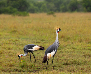 Fototapeta premium grey crowned crane