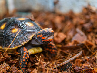 アカアシガメのアップ