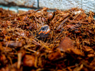 アカアシガメのアップ