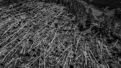Aerial black and white view of storm damaged forest with fallen trees