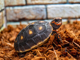 アカアシガメのアップ