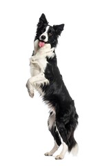 Obraz premium A black and white dog stands on its hind legs, tongue out, against a stark white backdrop