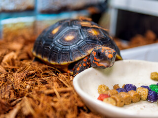 アカアシガメのアップ