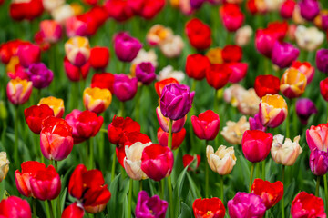 Beautiful tulips create a colorful scene. Tender tulips bloom in spring gardens. Multicolored tulips glow in nature. Vivid tulips paint the spring field.
