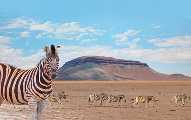 Obraz premium African Zebras running across the African savannah - Etosha National Park, Namibia