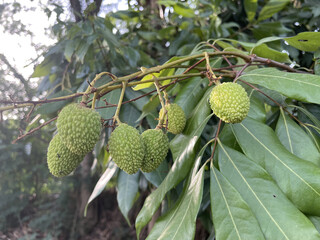 a beautiful green lichi photo click by still