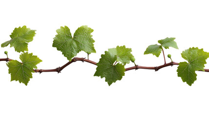 Fototapeta premium Fresh grape vine lush green climbing stem with detailed leaves and tendrils isolated on white background