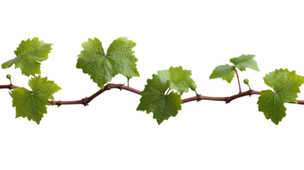 Fresh grape vine lush green climbing stem with detailed leaves and tendrils isolated on white background