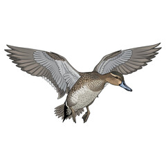 Flying female mallard duck vector illustration on white