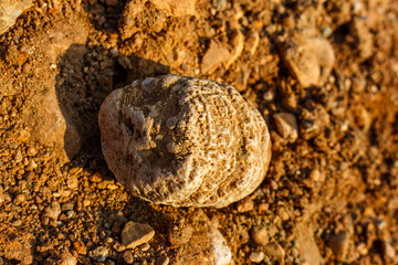 Ancient rugose coral fossil rests on sun-baked earth, showcasing intricate texture and warm earthy tones in the bright light