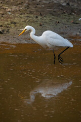 Great Egret wading in shallow muddy water while foraging.