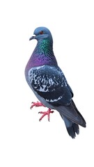Naklejka premium A close-up shot of a pigeon with iridescent feathers, isolated on white background