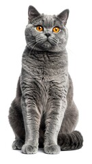 A frontal portrait of a seated British Shorthair cat against a plain white background
