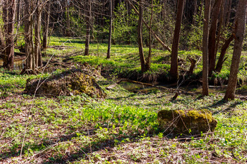 Verdant spring undergrowth bursts forth in a shadowy forest grove, highlighting rugged moss-covered stones beside a quiet, babbling brook