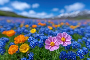 A field of flowers with blue and pink flowers in the foreground. The field is full of flowers of different colors, including orange and yellow. The sky is clear and blue
