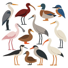 Fototapeta premium Wetland Birds Species Diversity Flat Vector Set