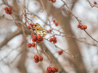 Brambling (Fringilla montifringilla) feeds on apples in winter.
