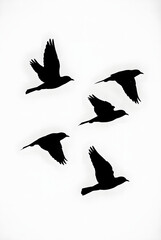 Fototapeta premium Flying Bird Silhouettes in Formation on White Background