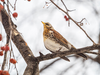 Fieldfare sitting on the bush and feeding on wild red apples in winter or early spring time.