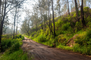 Scenic mountain stream flowing through a lush green forest with tall trees.
