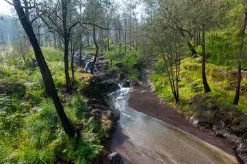 Scenic mountain stream flowing through a lush green forest with tall trees.