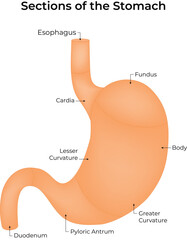 Human Stomach Anatomy with Labeled Sections Vector Illustration