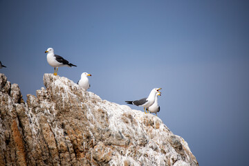 바위 절벽 위의 갈매기들