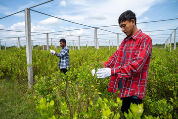 Two man gardener in protective gloves with garden shears, scissors or secateurs cutting in public...