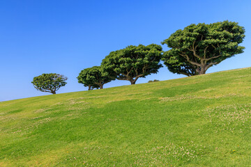 Bushy green trees on a lush meadow under a clear blue sky